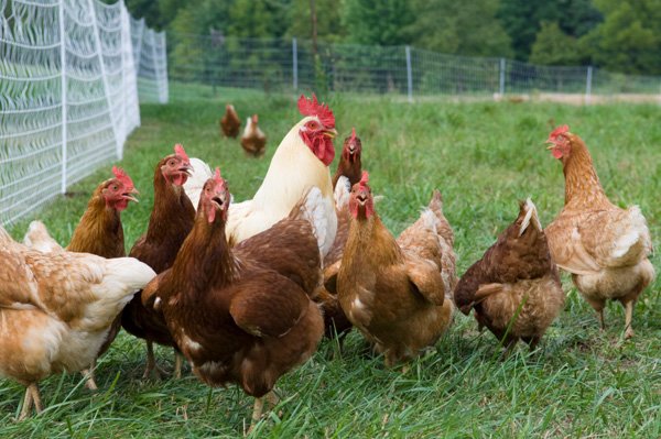 mua bán gà đá mới nhất mua bán gà đá mới nhất