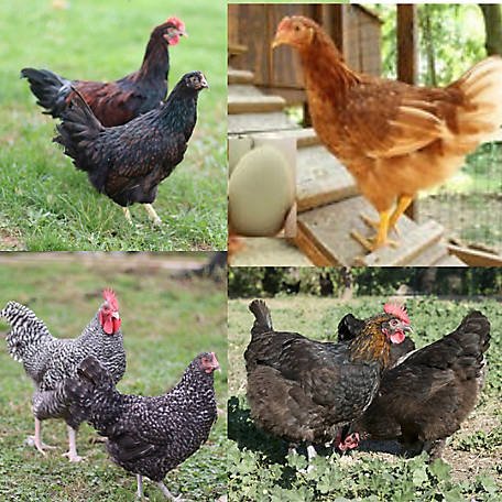 cách tập thể lực cho gà đá cựa sắt,Cách Tập Thể Lực Cho Gà Đá Cựa Sắt