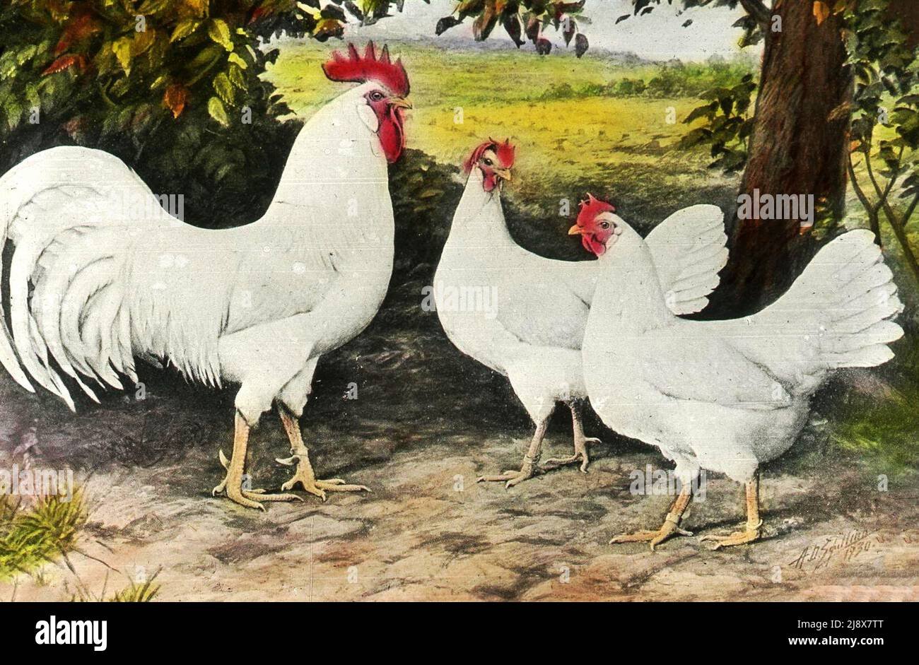 đá gà đòn hay nhất năm đá gà đòn hay nhất năm
