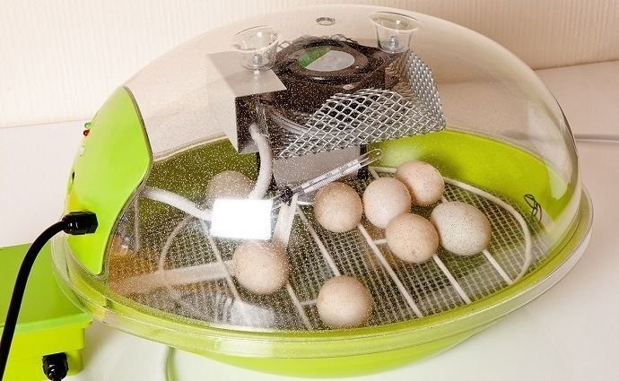 Những sự kiện nổi bật của đá gà đòn năm 2019
